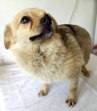 KATTY, Hund, Mischlingshund in Rumänien - Bild 2