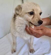 KATTY, Hund, Mischlingshund in Rumänien - Bild 3