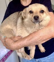 KATTY, Hund, Mischlingshund in Rumänien - Bild 4