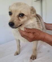KATTY, Hund, Mischlingshund in Rumänien - Bild 7