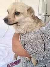 KATTY, Hund, Mischlingshund in Rumänien - Bild 8