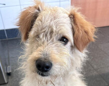 LUCKY, Hund, Mischlingshund in Hilzingen - Bild 1