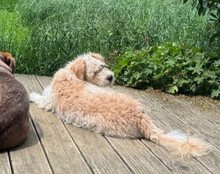 LUCKY, Hund, Mischlingshund in Hilzingen - Bild 10