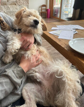 LUCKY, Hund, Mischlingshund in Hilzingen - Bild 11