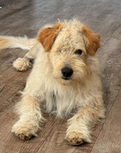 LUCKY, Hund, Mischlingshund in Hilzingen - Bild 2