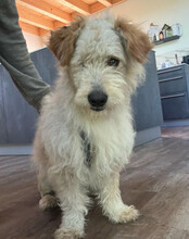 LUCKY, Hund, Mischlingshund in Hilzingen - Bild 3