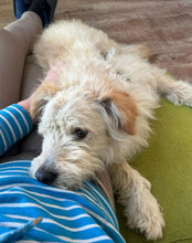 LUCKY, Hund, Mischlingshund in Hilzingen - Bild 4