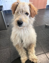LUCKY, Hund, Mischlingshund in Hilzingen - Bild 5