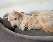LUCKY, Hund, Mischlingshund in Hilzingen - Bild 6