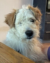 LUCKY, Hund, Mischlingshund in Hilzingen - Bild 7