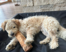 LUCKY, Hund, Mischlingshund in Hilzingen - Bild 8