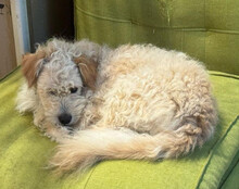 LUCKY, Hund, Mischlingshund in Hilzingen - Bild 9
