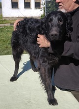 LACI, Hund, Mudi-Mix in Ungarn - Bild 1