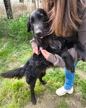 LACI, Hund, Mudi-Mix in Ungarn - Bild 3