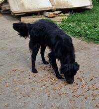 LACI, Hund, Mudi-Mix in Ungarn - Bild 4
