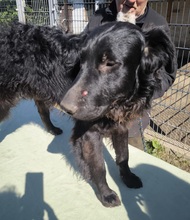 LACI, Hund, Mudi-Mix in Ungarn - Bild 5