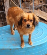 TUCO, Hund, Mischlingshund in Rumänien - Bild 1