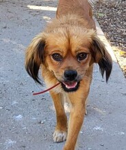 TUCO, Hund, Mischlingshund in Rumänien - Bild 10