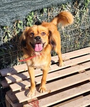 TUCO, Hund, Mischlingshund in Rumänien - Bild 2