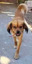 TUCO, Hund, Mischlingshund in Rumänien - Bild 3