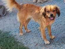 TUCO, Hund, Mischlingshund in Rumänien - Bild 4