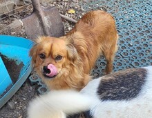 TUCO, Hund, Mischlingshund in Rumänien - Bild 5