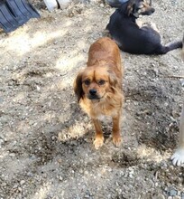 TUCO, Hund, Mischlingshund in Rumänien - Bild 6