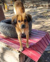 TUCO, Hund, Mischlingshund in Rumänien - Bild 7