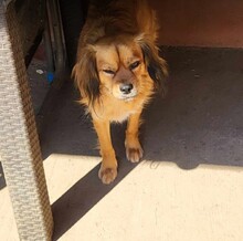 TUCO, Hund, Mischlingshund in Rumänien - Bild 8
