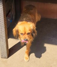 TUCO, Hund, Mischlingshund in Rumänien - Bild 9