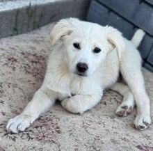 AARON, Hund, Mischlingshund in Rumänien - Bild 10