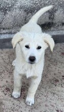 AARON, Hund, Mischlingshund in Rumänien - Bild 2