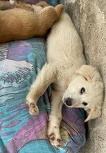 AARON, Hund, Mischlingshund in Rumänien - Bild 3