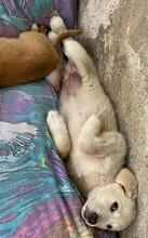 AARON, Hund, Mischlingshund in Rumänien - Bild 7