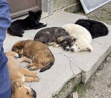 AARON, Hund, Mischlingshund in Rumänien - Bild 8