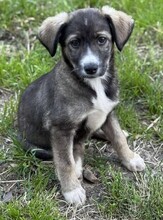 ANOUK, Hund, Mischlingshund in Rumänien - Bild 1