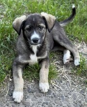 ANOUK, Hund, Mischlingshund in Rumänien - Bild 2