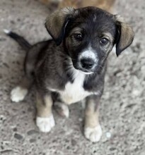 ANOUK, Hund, Mischlingshund in Rumänien - Bild 3
