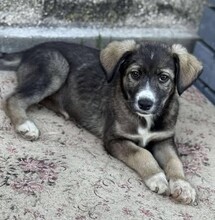 ANOUK, Hund, Mischlingshund in Rumänien - Bild 4