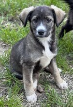 ANOUK, Hund, Mischlingshund in Rumänien - Bild 5