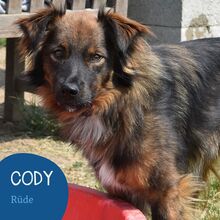 CODY, Hund, Mischlingshund in Rumänien - Bild 1