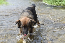 CODY, Hund, Mischlingshund in Rumänien - Bild 2