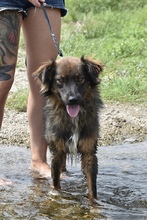 CODY, Hund, Mischlingshund in Rumänien - Bild 3