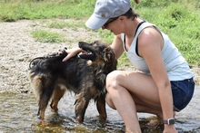 CODY, Hund, Mischlingshund in Rumänien - Bild 4