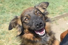 CODY, Hund, Mischlingshund in Rumänien - Bild 5