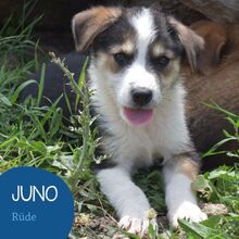 JUNO, Hund, Mischlingshund in Rumänien - Bild 1