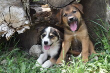 JUNO, Hund, Mischlingshund in Rumänien - Bild 3