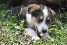 JUNO, Hund, Mischlingshund in Rumänien - Bild 4