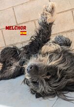 MELCHOR, Hund, Wasserhund-Mix in Spanien - Bild 1