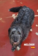 MELCHOR, Hund, Wasserhund-Mix in Spanien - Bild 2